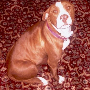 Moores Coco Pit Bull.jpg